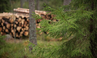 Ce qui arrive vraiment à l'écosystème lorsque les arbres sont coupés