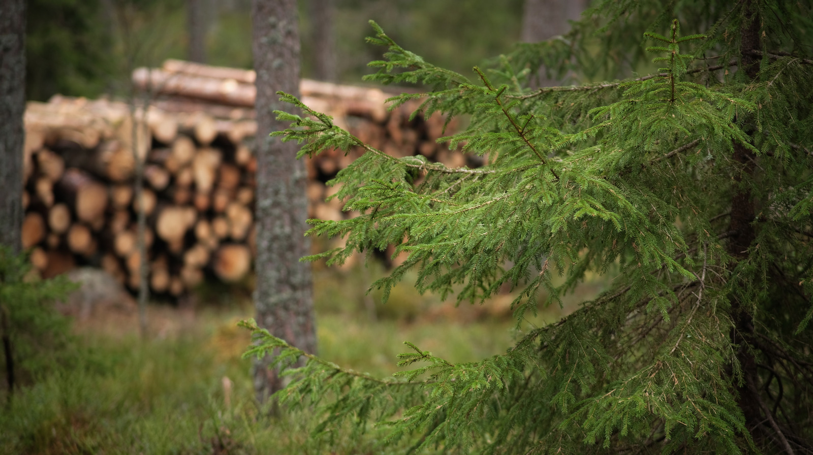 Ce qui arrive vraiment à l'écosystème lorsque les arbres sont coupés