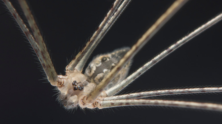Close up tir du visage d'araignée pholcide
