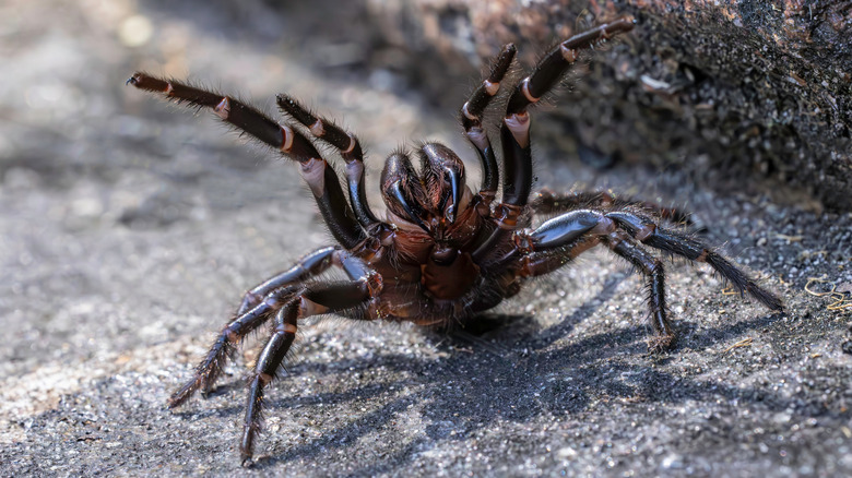 Sydney Funnel-Web Spider suppose la pose de défense