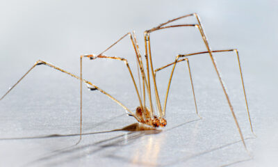 Le mythe sur papa longlegs tu ne devrais pas croire