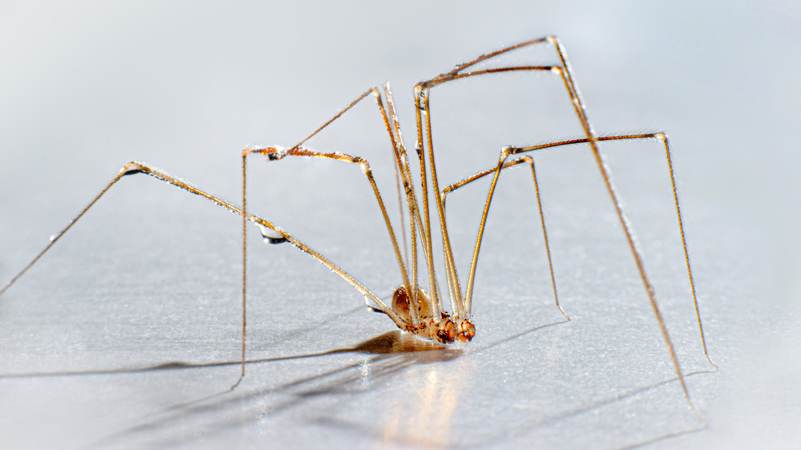 Le mythe sur papa longlegs tu ne devrais pas croire