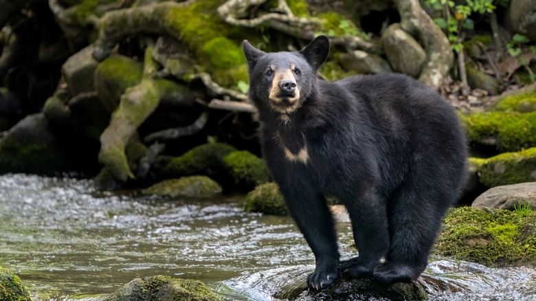 Ours dans des montagnes fumées