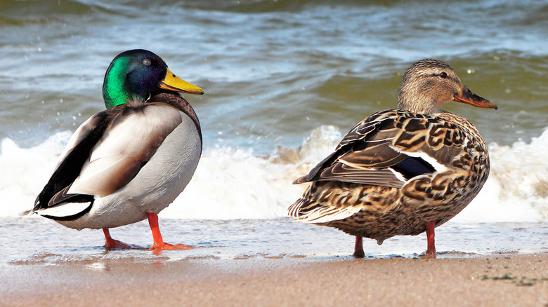 Des canards colverants et femelles sur une plage