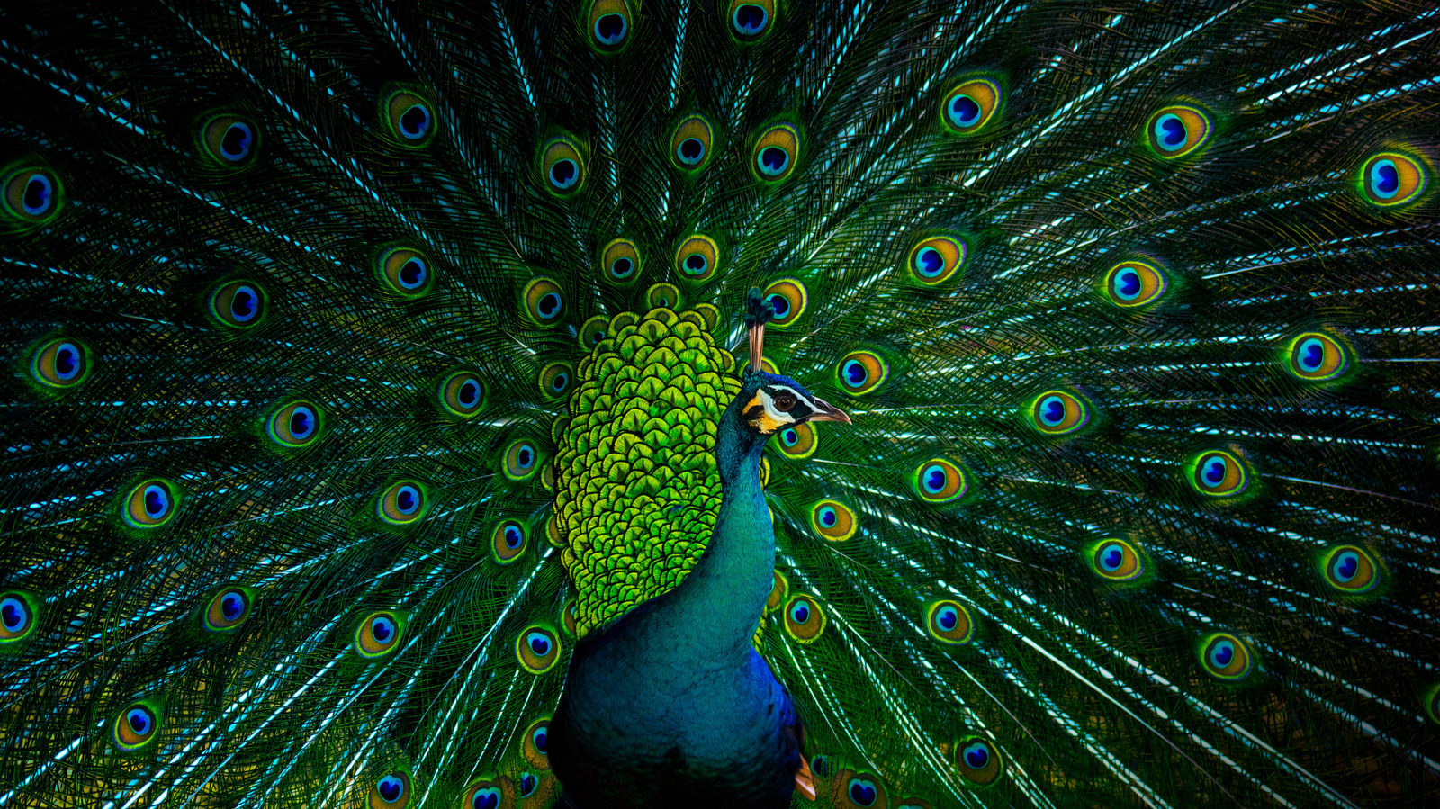 Pourquoi de nombreux oiseaux mâles sont-ils plus colorés que les femmes?