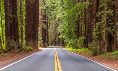 Le parc d'État panoramique de Californie propose un camping sans réservation entouré de séquoias