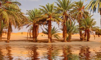 Voici à quelle fréquence les inondations du Sahara (et pourquoi ce n'est pas toujours une bonne chose)