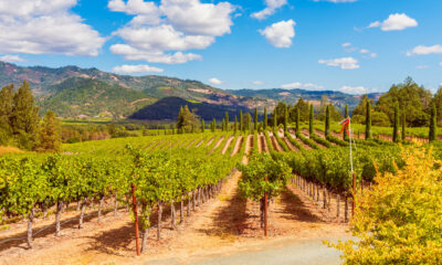 Cette visite du vin vintage explore les régions viticoles renommées du nord de la Californie en une journée