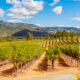 Cette visite du vin vintage explore les régions viticoles renommées du nord de la Californie en une journée