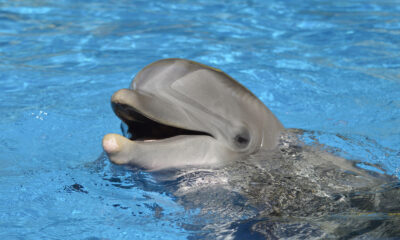 La plage vierge de Floride où les excursions en bateau utilisent une astuce pour attirer les dauphins