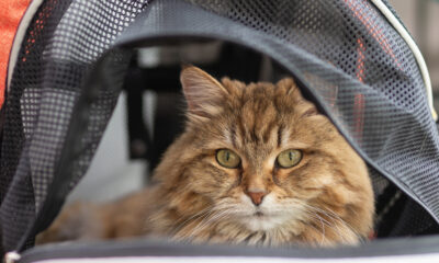 Voyager avec un sac à dos chat est-il cruel? Voici ce qu'un entraîneur de chat professionnel dit