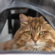 Voyager avec un sac à dos chat est-il cruel? Voici ce qu'un entraîneur de chat professionnel dit