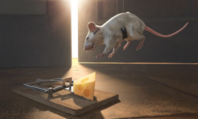 Si les souris évitent vos pièges, c'est pourquoi