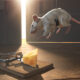 Si les souris évitent vos pièges, c'est pourquoi