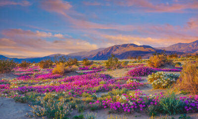 Le plus grand parc d'État de Californie est le rêve d'un randonneur plein de magnifiques vues de fleurs et de désert