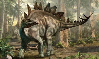 Comment s'appellent les plaques arrière sur un Stegosaurus?