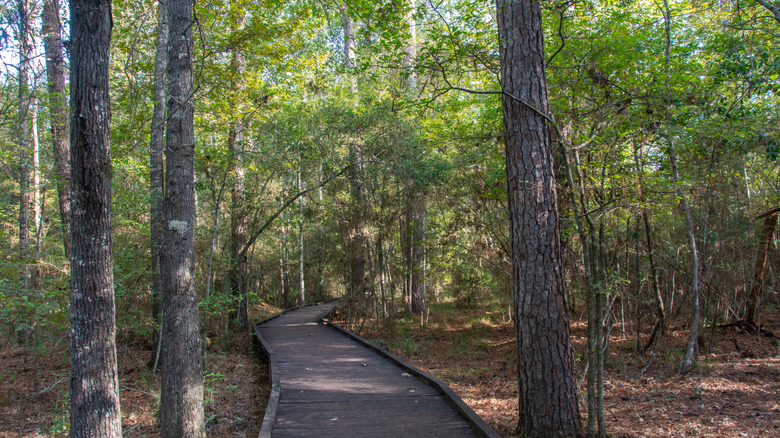 un sentier de promenade en bois à travers les bois