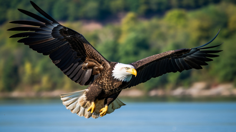 un pygargue à tête blanche volant juste au-dessus de la surface d'un lac