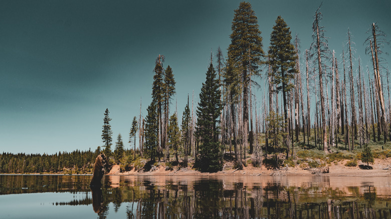 Vue sur le lac avec des arbres à Stumpy Meadows Reservoir
