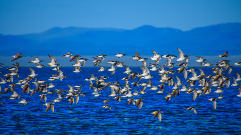 Un troupeau d'oiseaux vole sur le lac Mono
