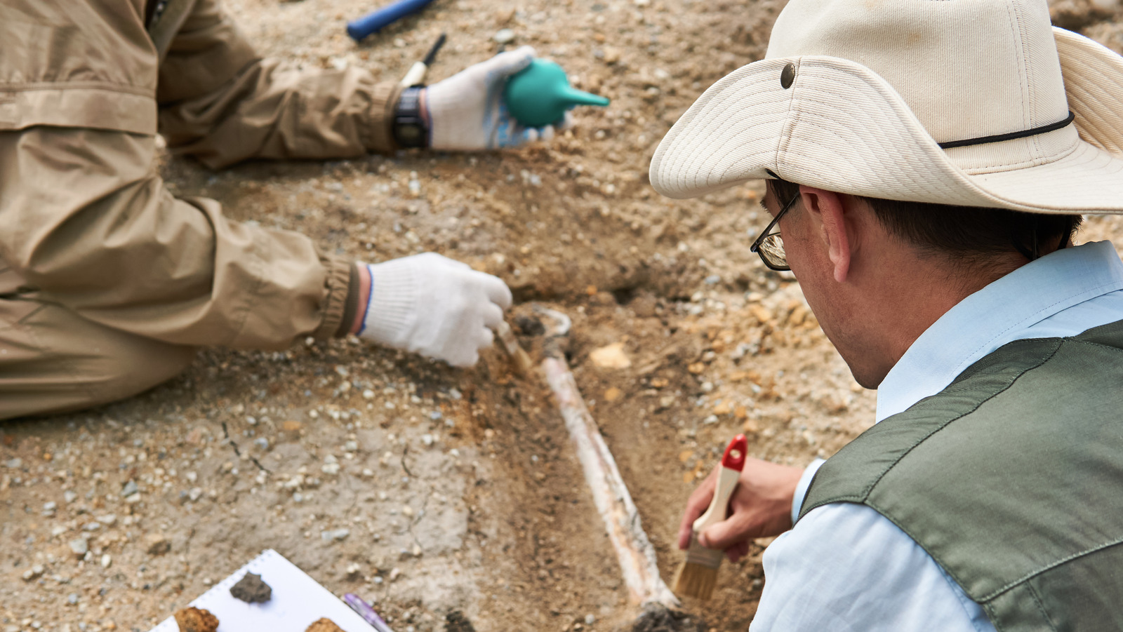 Pourquoi les scientifiques détestent le terme lien manquant lors de l'étude de l'évolution