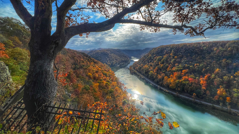 Arbre surplombant la nouvelle rivière à l'automne