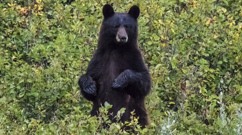 Un ours noir debout sur deux jambes dans la forêt
