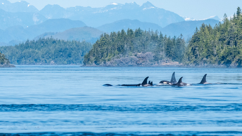 une gousse de baleines d'orque au Canada