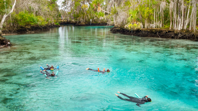 Les nageurs font de la plongée dans la rivière Crystal dans l'espoir de voir une mamanté