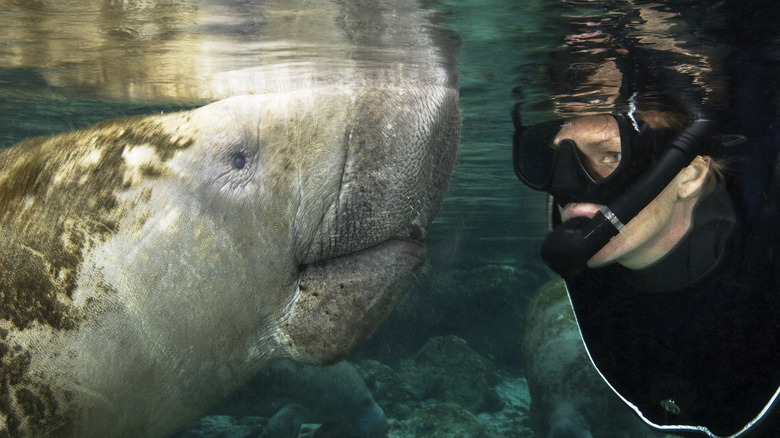 La plongée se retrouve en face à face avec un lamantin