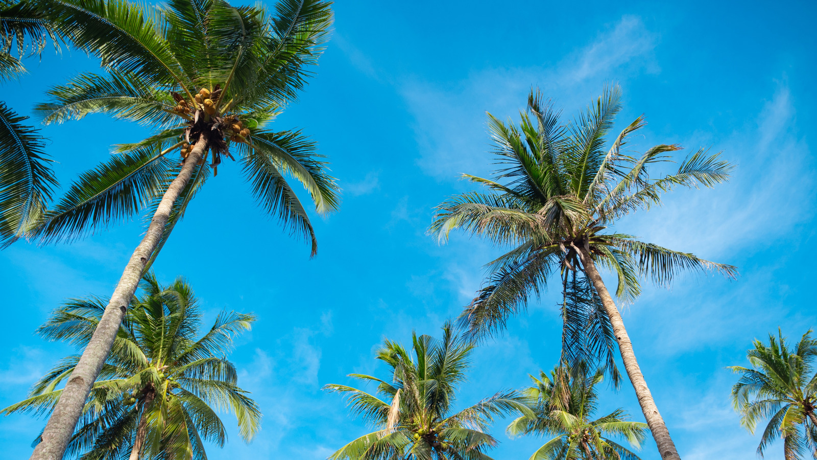 Ce parc de l'île hawaïenne possède des sentiers bordés de palmiers menant aux plages de sable noir