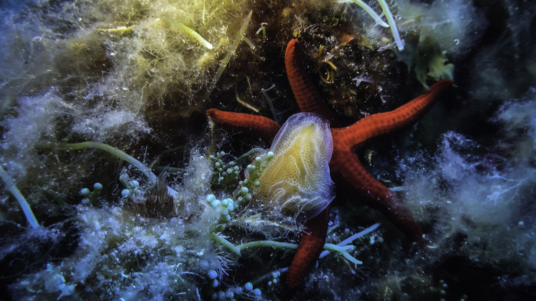 Corail doux et une étoile de la mer vue lors d'une plongée sous-marine dans les îles Egadi