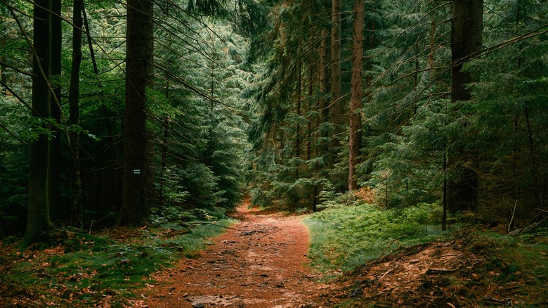 sentier de randonnée à travers une forêt