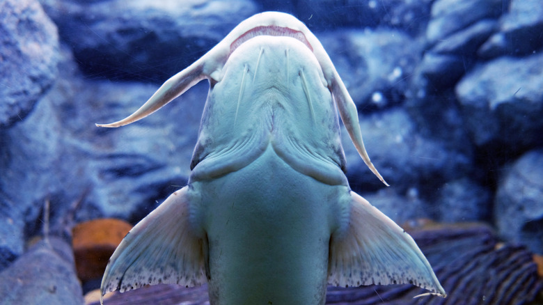 Bagarius Bagarius Catfish contre le verre d'aquarium