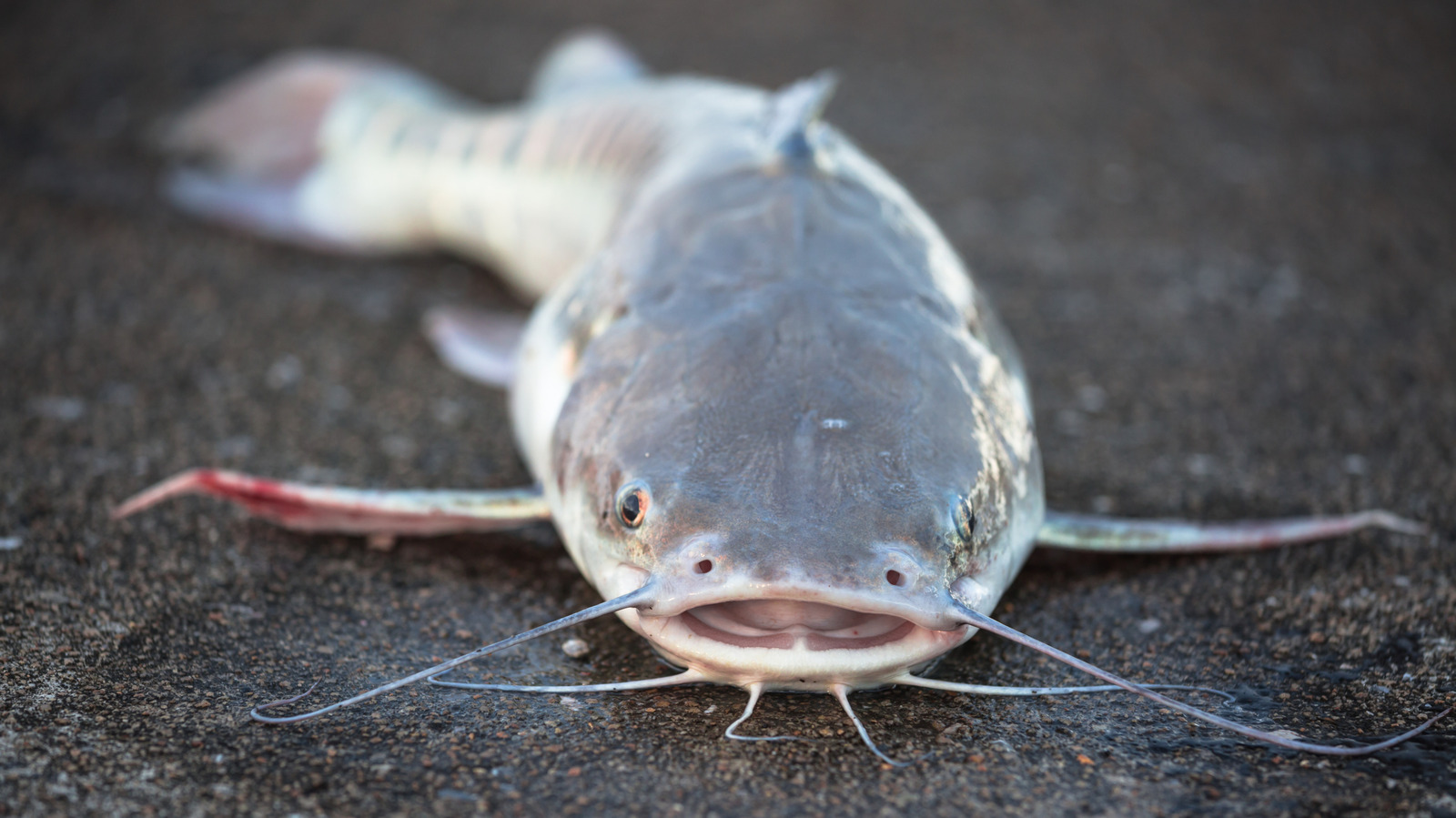Les scientifiques viennent de découvrir une nouvelle espèce de rivière et le prédateur pèse jusqu'à 220 livres