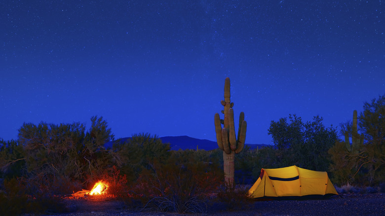 Une tente jaune se dresse à côté d'un cactus dans le désert de l'Arizona la nuit