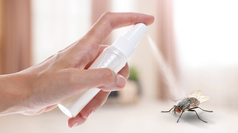 Concept de pulvérisation d'une mouche avec un répulsif maison