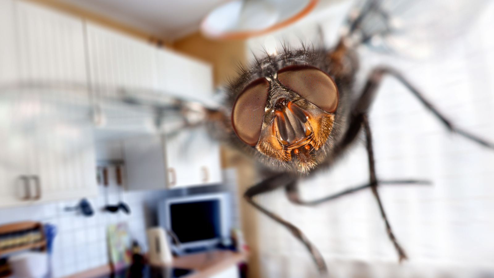 Comment bannir les mouches de votre maison naturellement