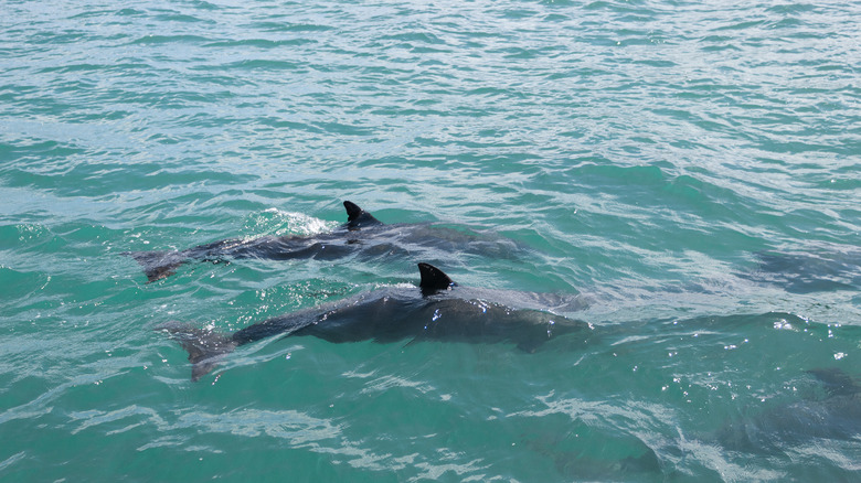 Deux dauphins nageant dans l'océan