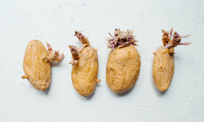 Quelles sont ces choses qui sortent de pommes de terre?