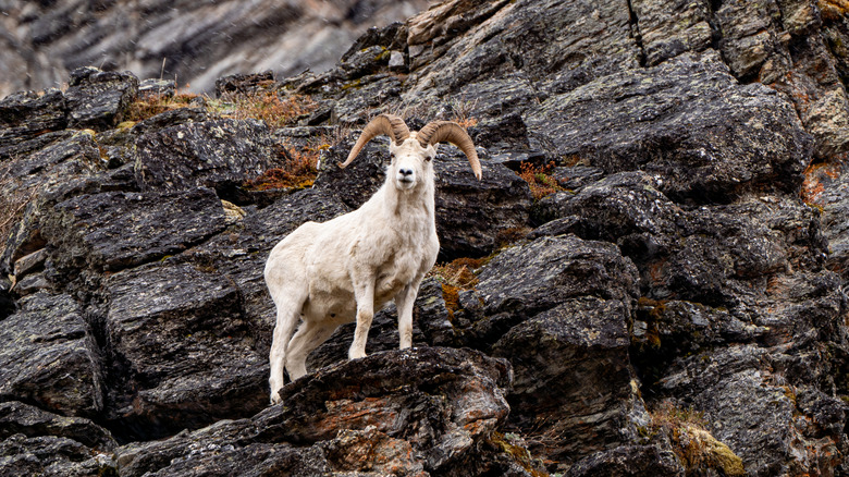 personne qui nourrit les lapins dans un parc