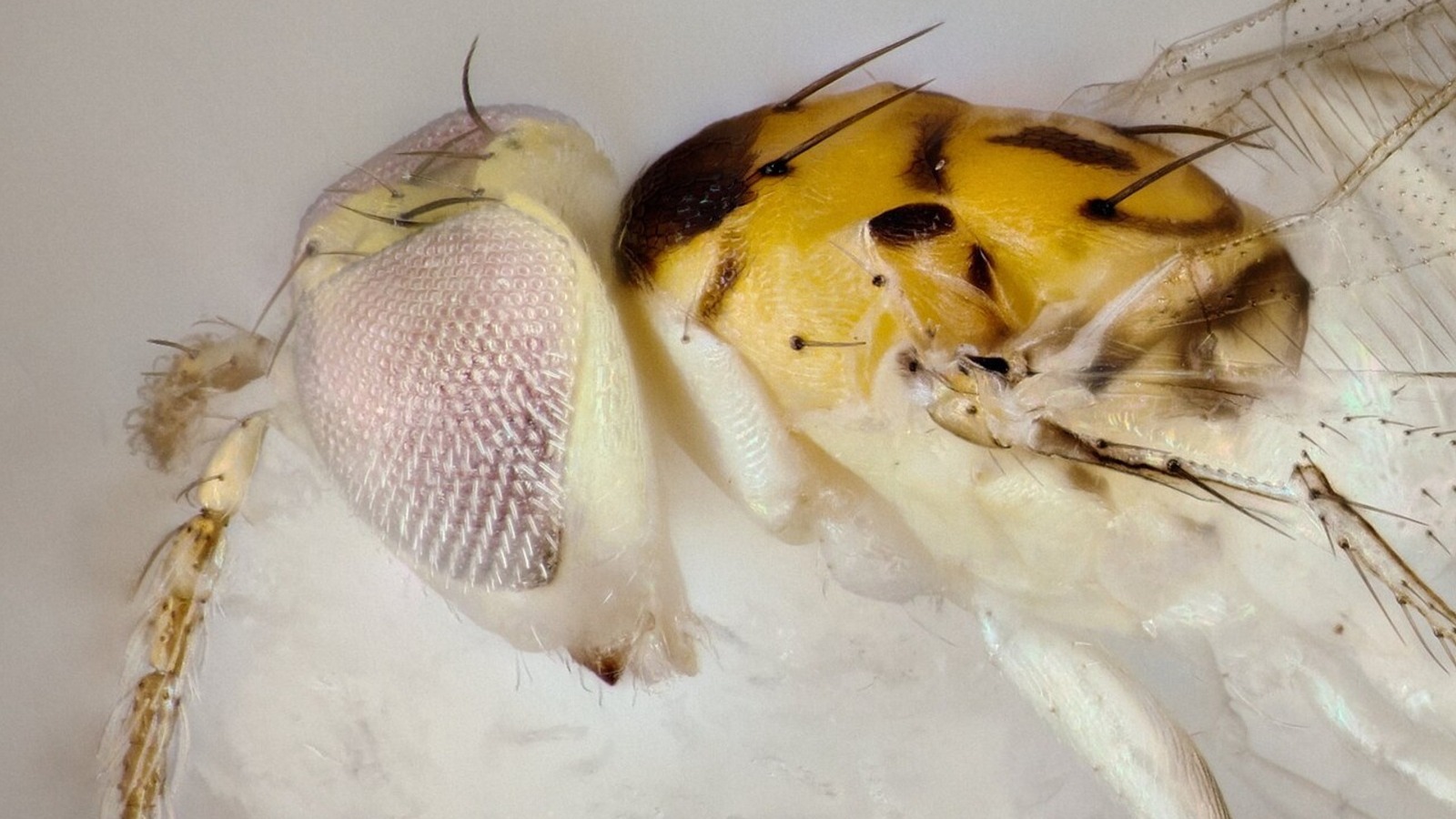 Les scientifiques du Texas ont trouvé une nouvelle espèce se cachant sous leur nez