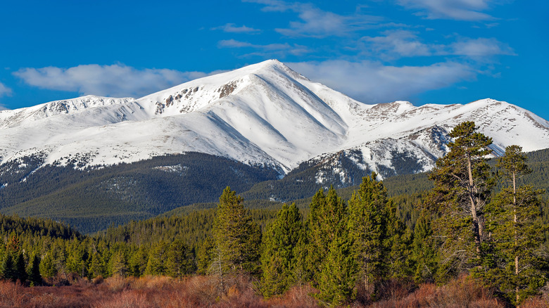 Mount Elbert recouvert de pins de neige et de broussailles