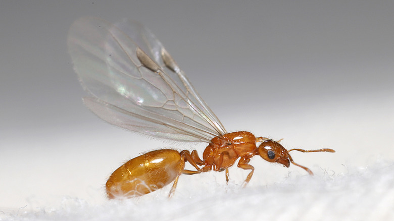 Gros plan d'une fourmi femelle avec des ailes