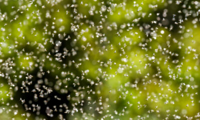 Voici pourquoi certaines fourmis ont des ailes