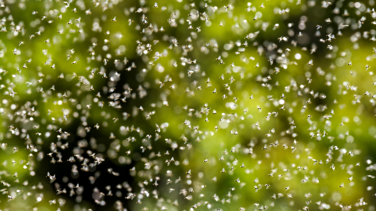 Voici pourquoi certaines fourmis ont des ailes