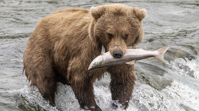 Un ours brun dans une rivière avec un poisson dans son bouche.