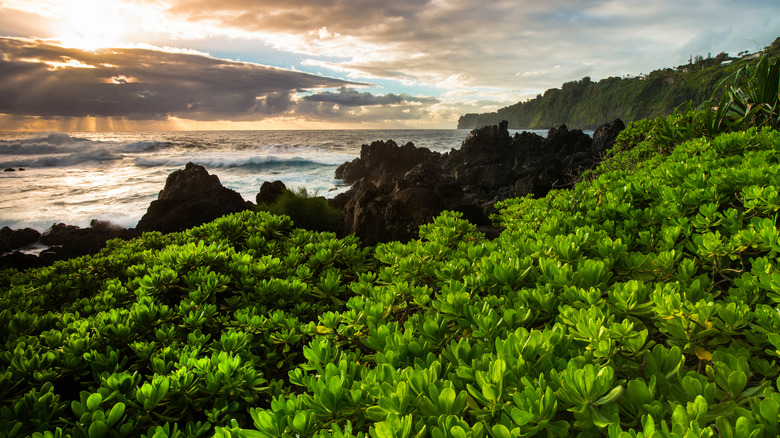 Sunrise sur l'océan à Hilo, Hawaï