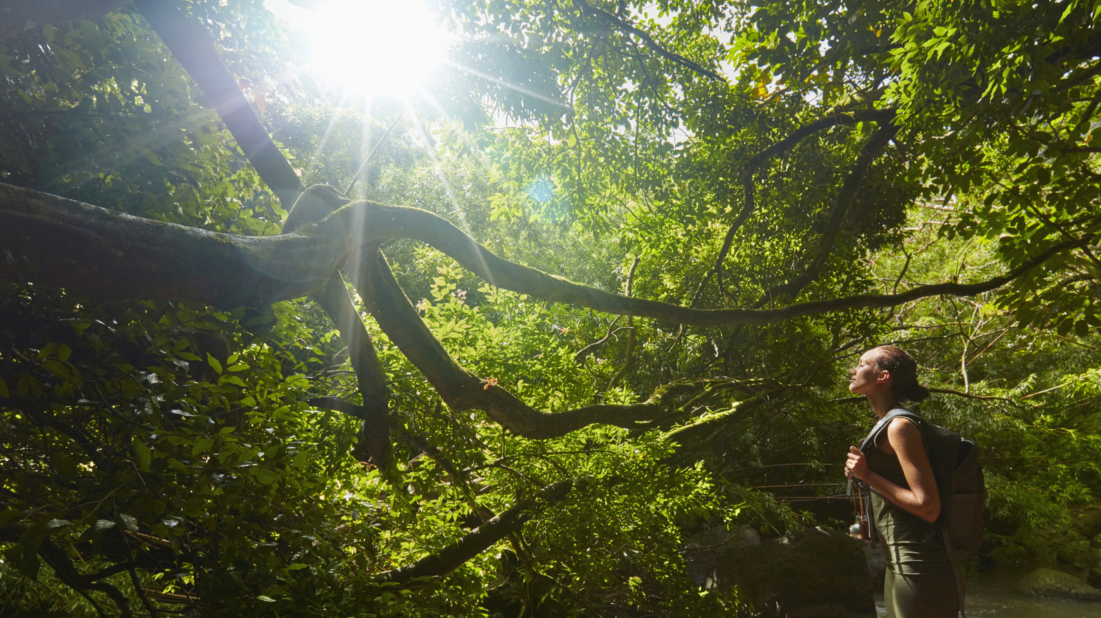 La réserve forestière pittoresque d'Hawaï est un joyau sans cruette où les sentiers de randonnée luxuriants abondent
