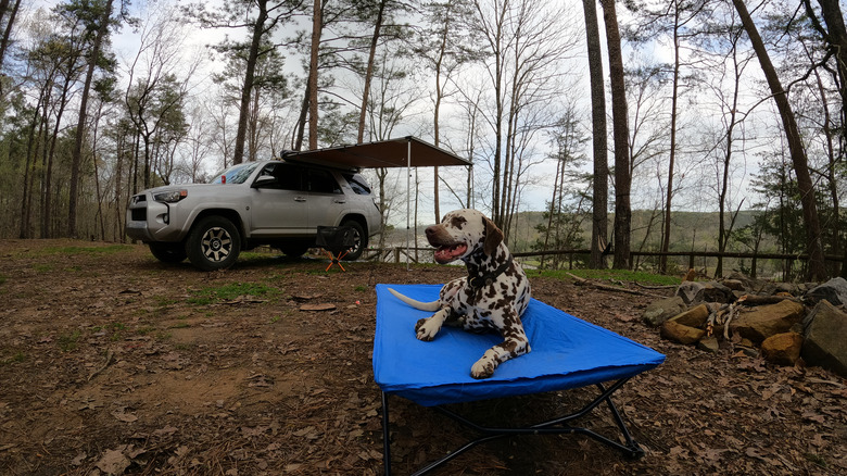 Dalmatien sur le lit du camp